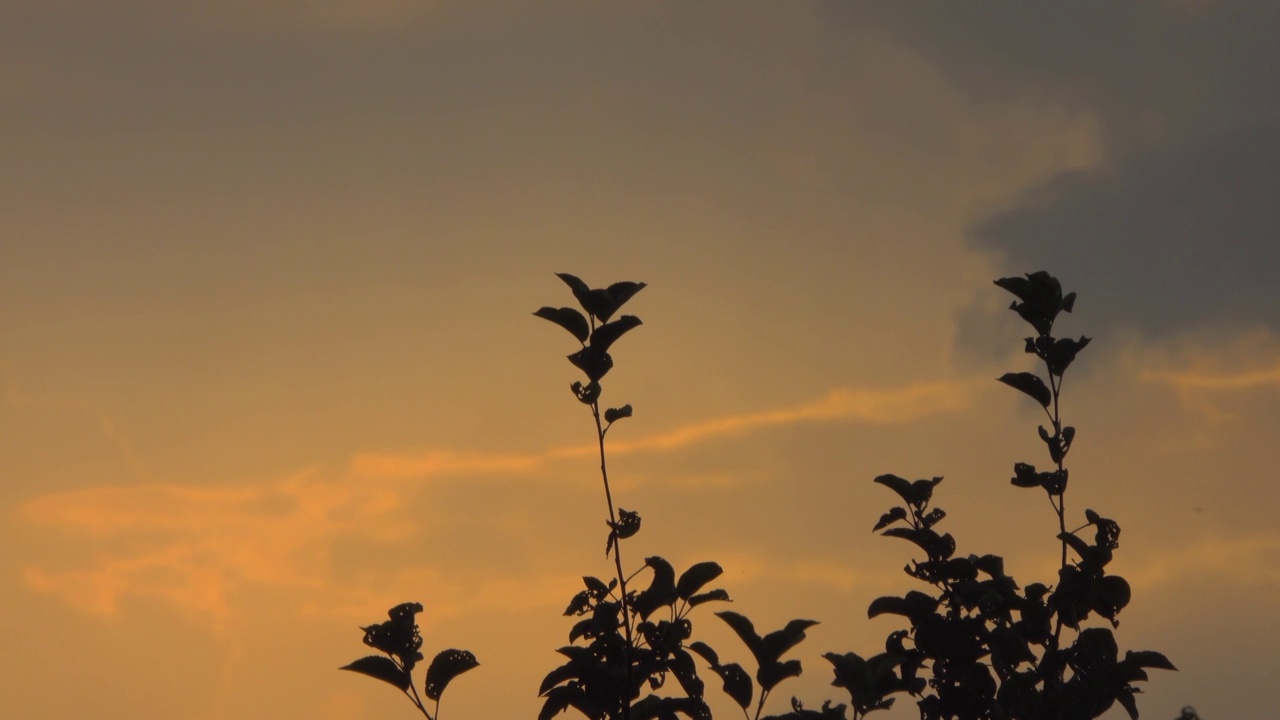 在夕阳的背景下，树枝和树叶的黑色轮廓。视频素材