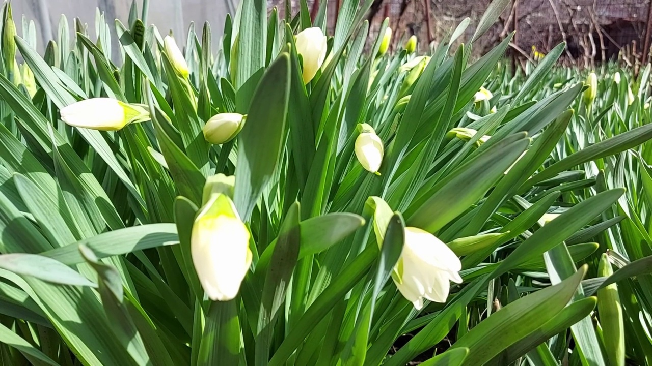 水仙花在花园里生长开花。晴朗有风的日子。春天视频素材