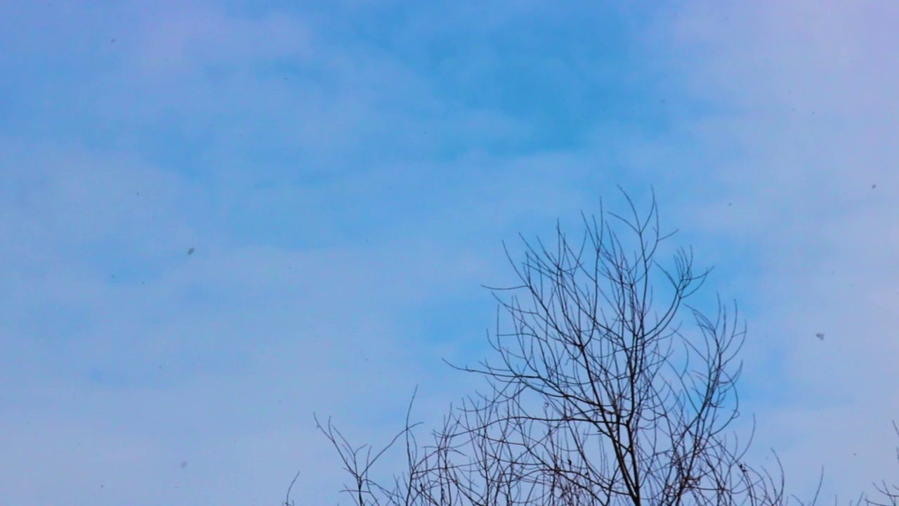 冬天的景色——在蓝天白云的映衬下的雪景。浅景深，聚焦在树上。视频素材