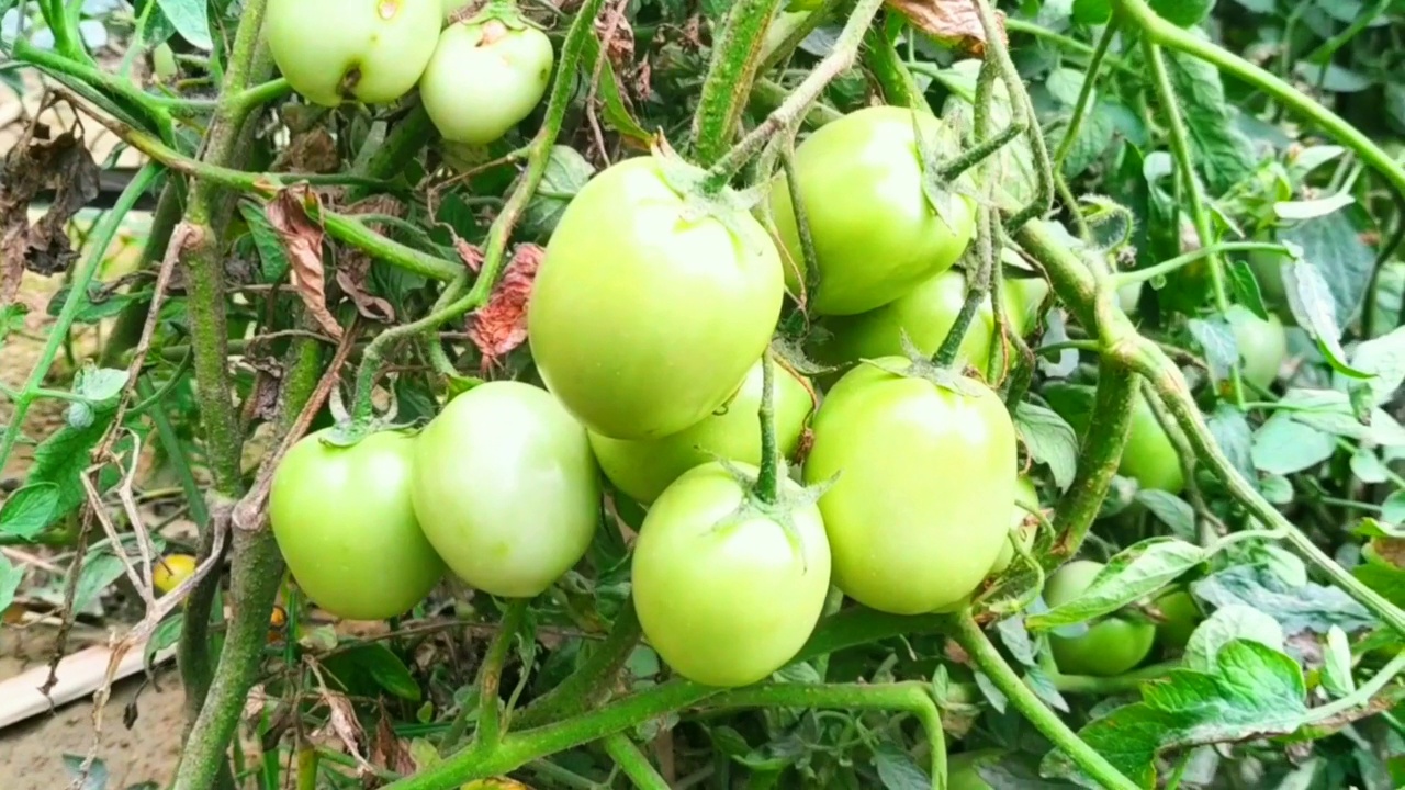 绿番茄是田间天然有机蔬菜食品作物视频素材