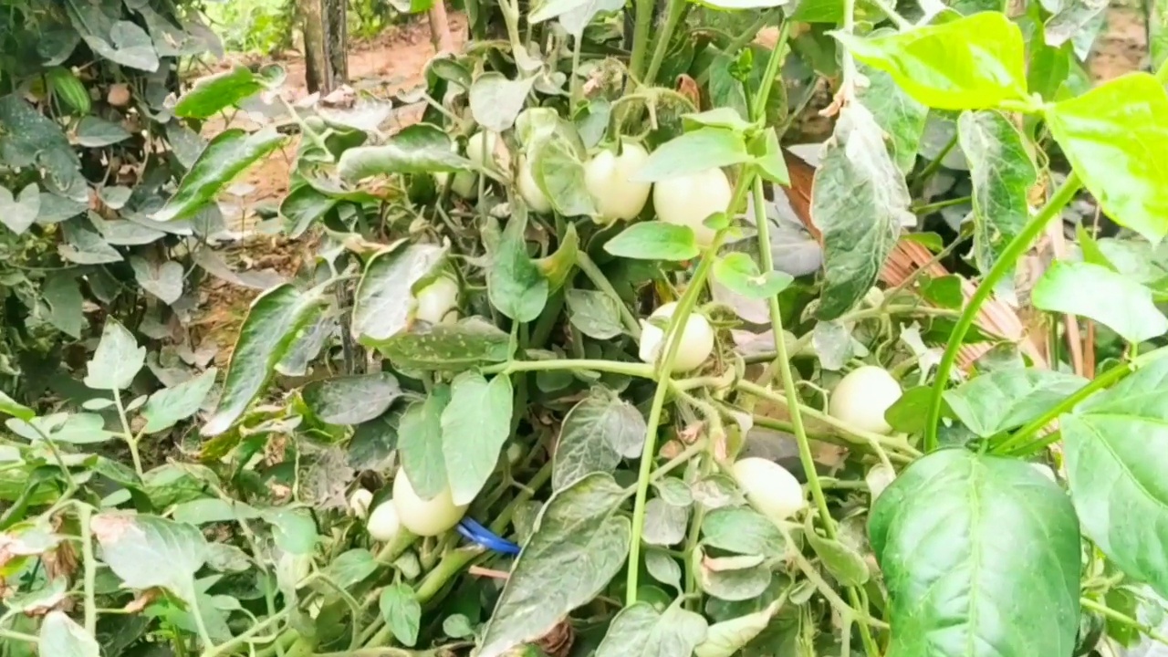 绿番茄是田间天然有机蔬菜食品作物视频素材