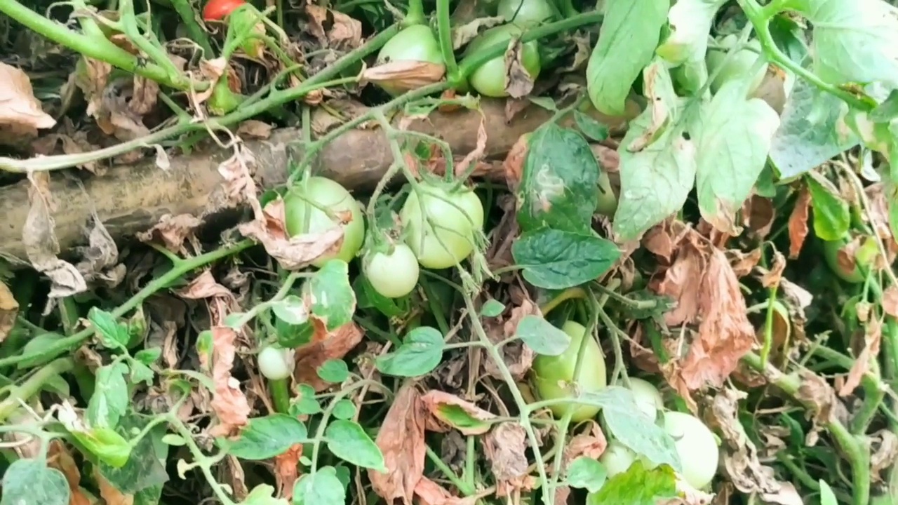 绿番茄是田间天然有机蔬菜食品作物视频素材