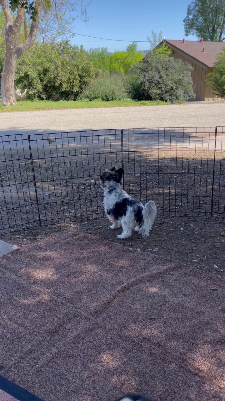 一群鸽子在露营时折磨一只Biewer梗犬视频下载