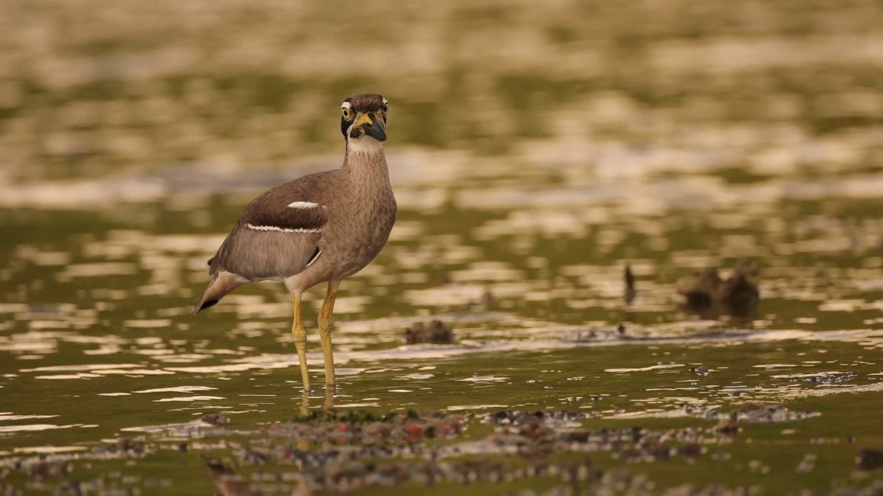 粗膝鸟:成年海滩粗膝鸟又称海滩石鹬(Esacus magnirostris)。视频素材