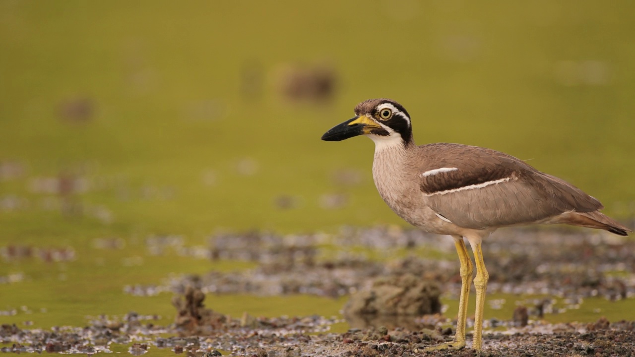 粗膝鸟:成年海滩粗膝鸟又称海滩石鹬(Esacus magnirostris)。视频素材