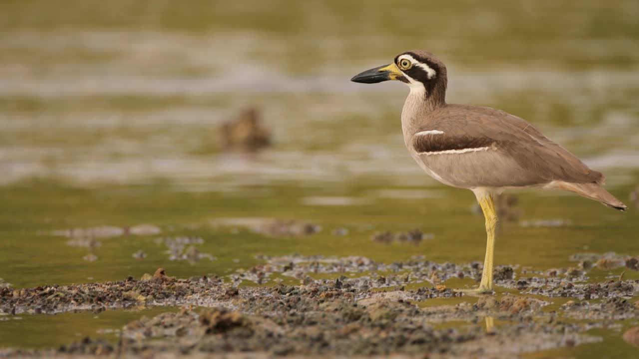 厚膝鸟:成年海滩厚膝鸟也被称为海滩石鸻(Esacus magnirostris)。视频素材