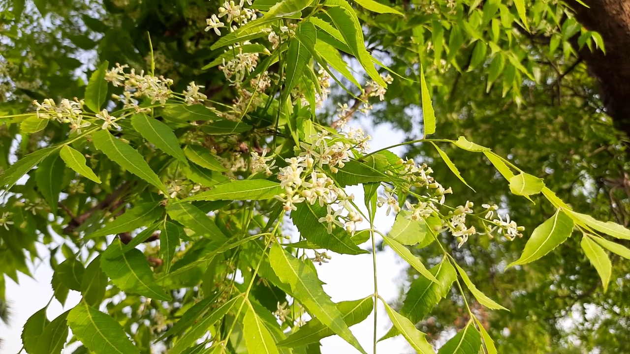 印楝花在树上。视频素材