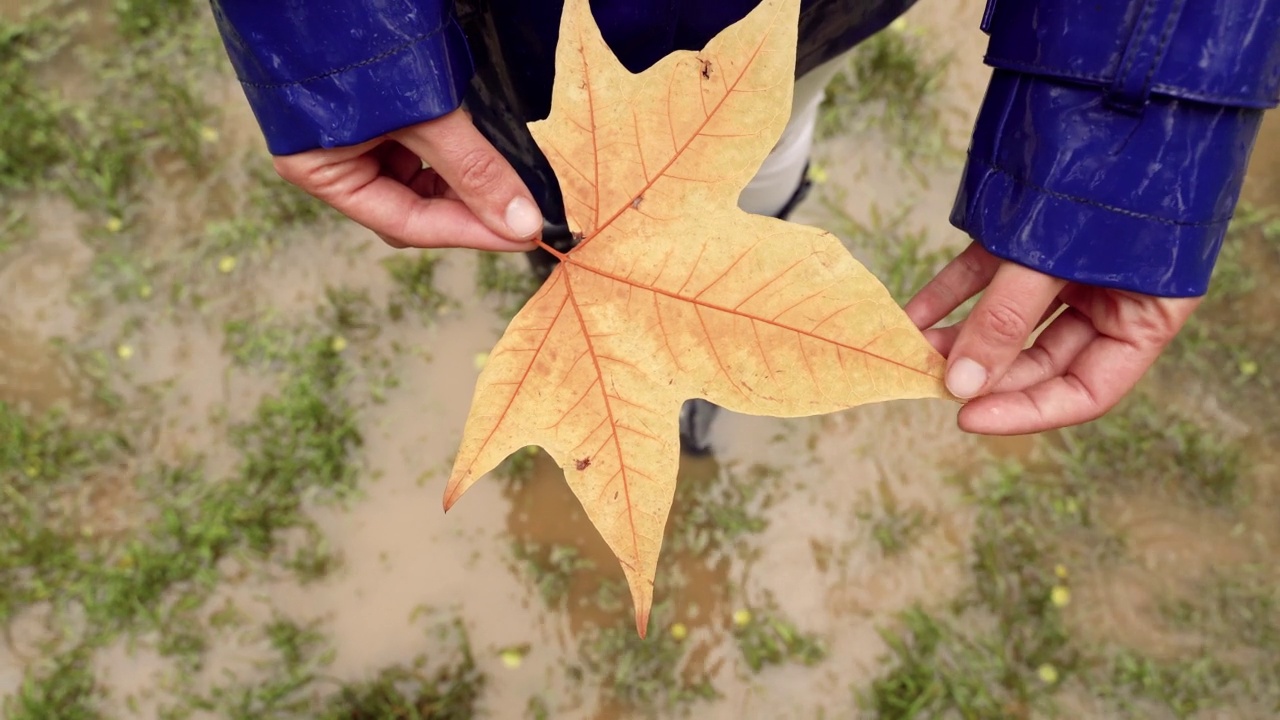 在雨中翻动和触摸枫叶的不知名的女人的俯视图。视频下载