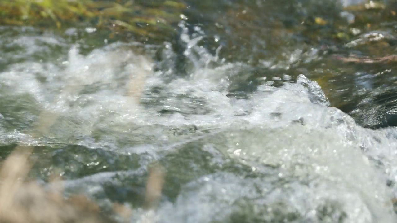 春天河水湍急。岸边有干草，水里有绿藻视频素材