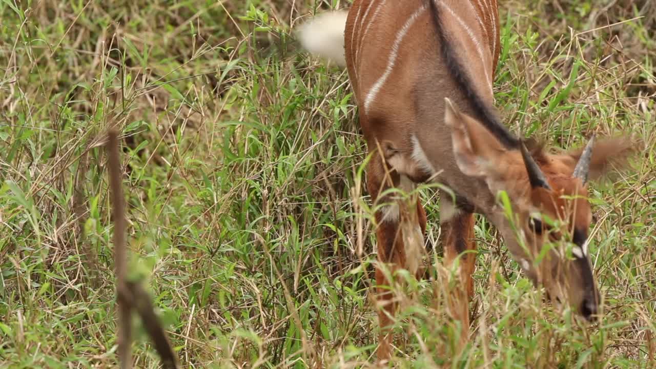 年轻男性尼亚拉视频素材