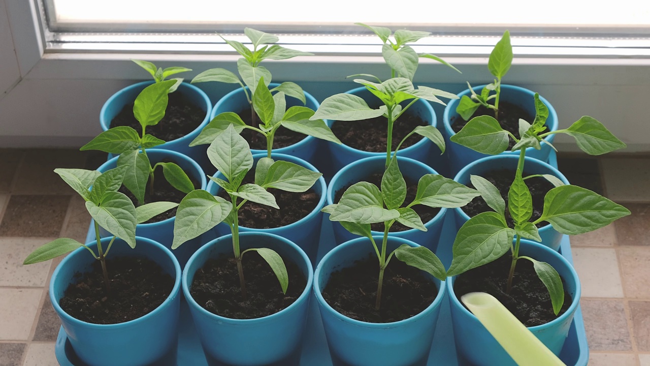 照顾辣椒幼苗。在家里给窗台上的植物浇水。准备在温室里种植植物。4 k的视频。视频素材