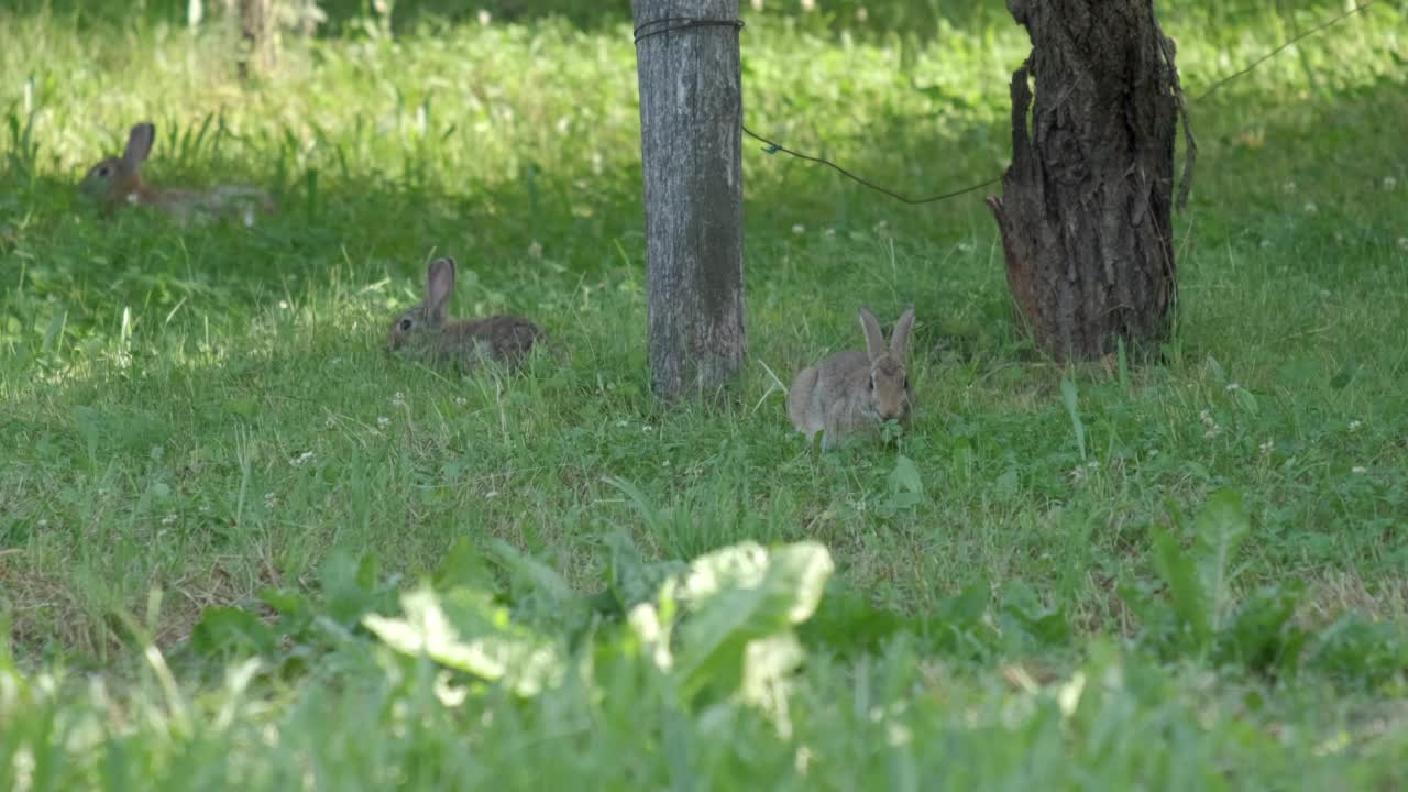 野生欧洲兔子近距离观察，小羚羊在草地上吃草视频素材