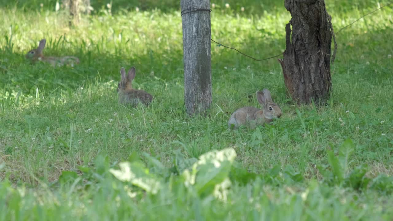 野生欧洲兔子近距离观察，小羚羊在草地上吃草视频素材