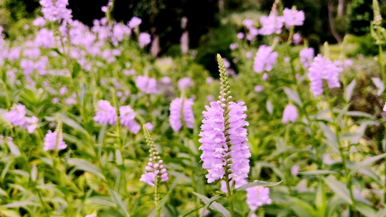 花园里有粉红色的花。视频素材