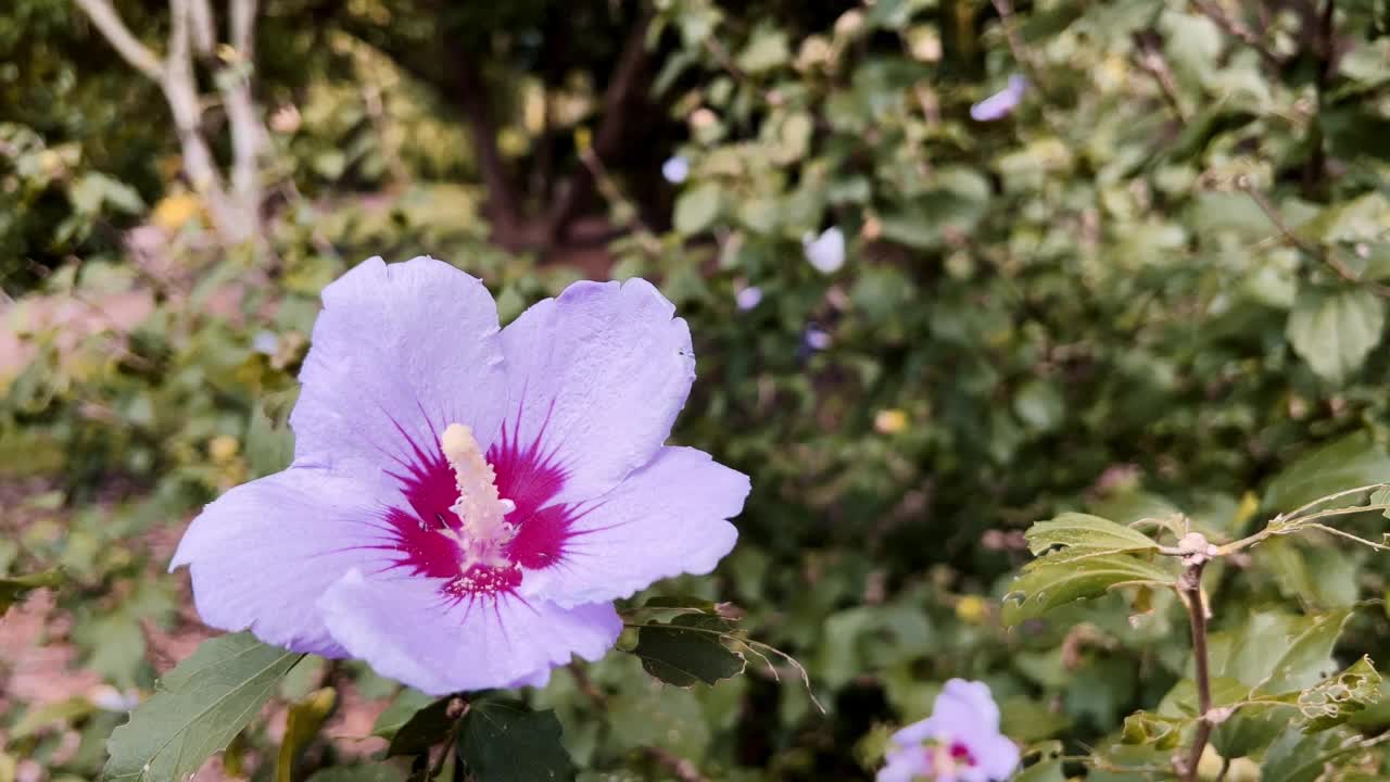 芙蓉花。视频素材