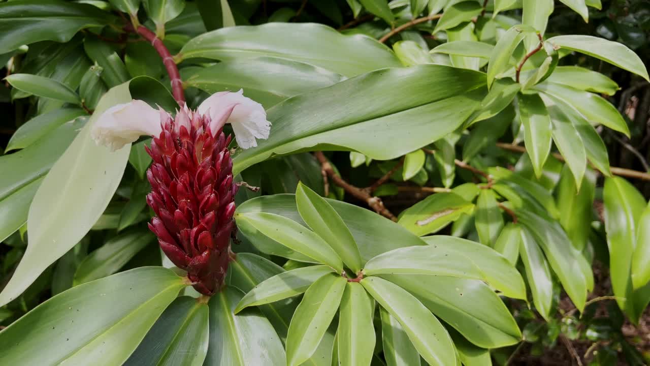 热带开花植物视频素材