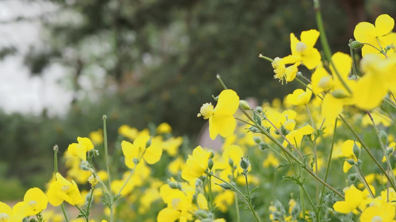 随风摇曳的野花视频素材