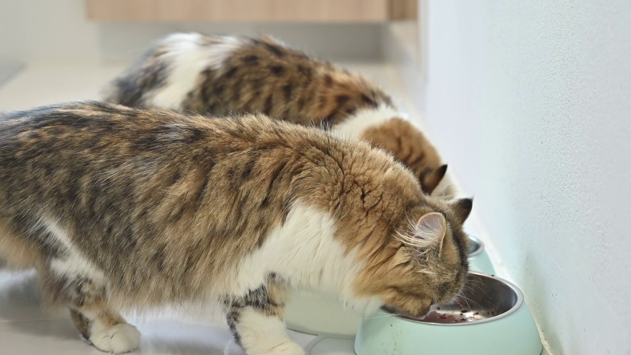 杂交波斯猫在吃碗里的食物。视频素材