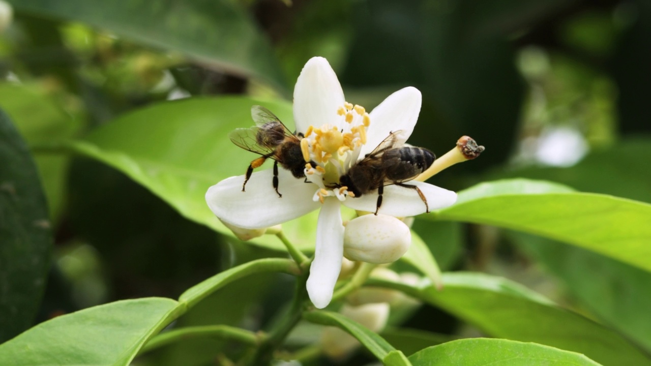 蜜蜂在橙花上采集花粉视频素材