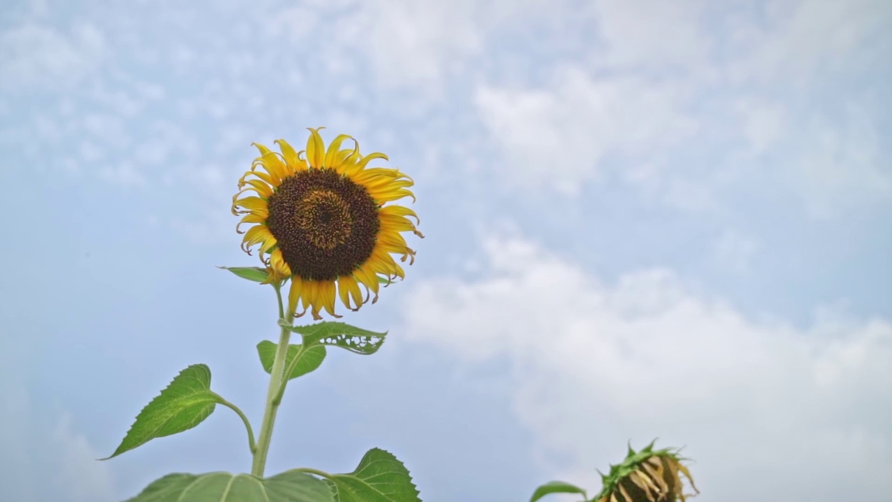 向日葵在蓝天背景。夏天有向日葵的田野。农业产业。阳光明媚的日子里，黄色的大向日葵在田野里。视频素材