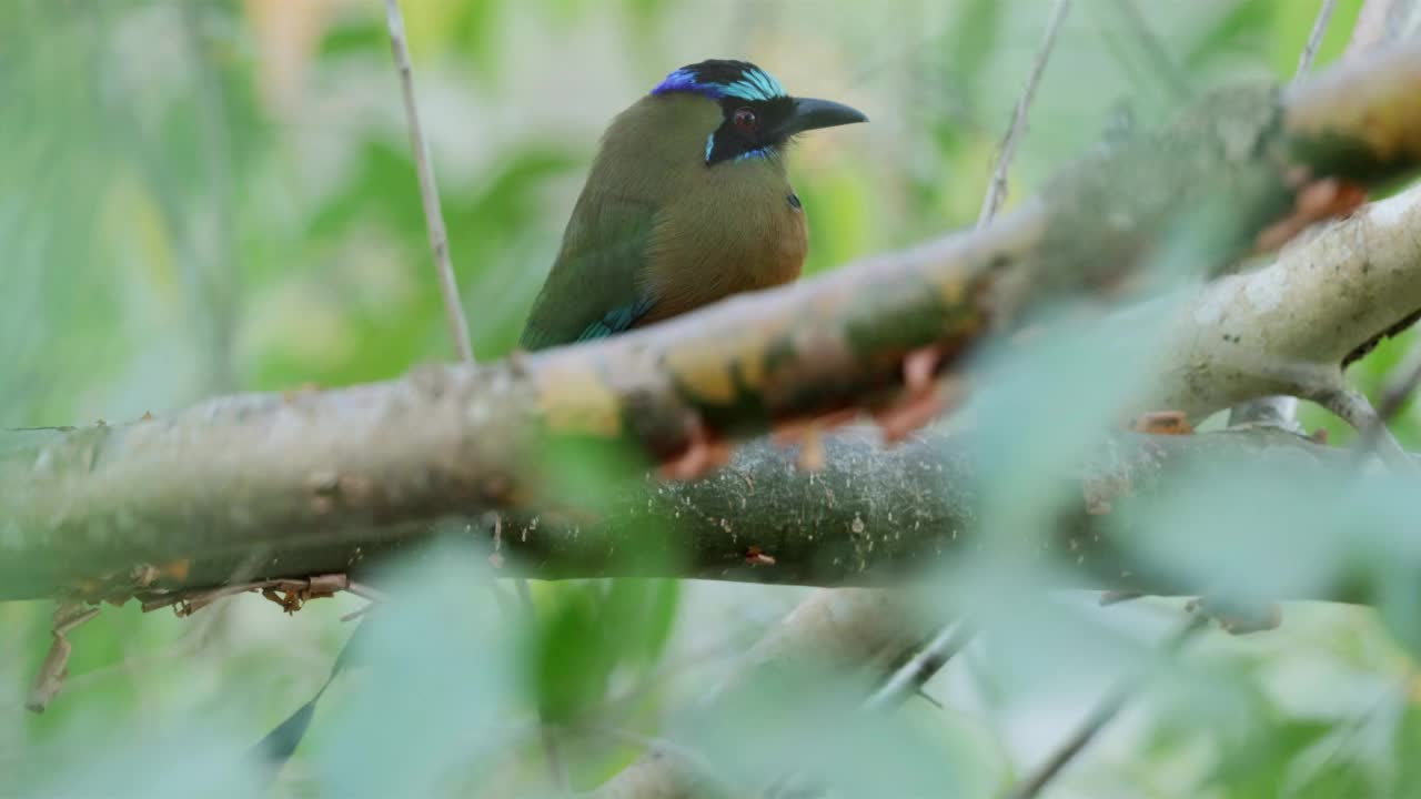 哄抬Motmot、巴拿马视频素材