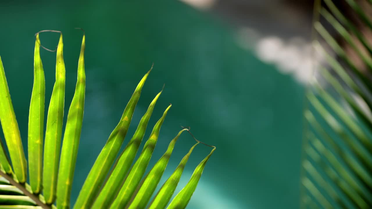 椰子叶，热带概念，墨西哥视频素材