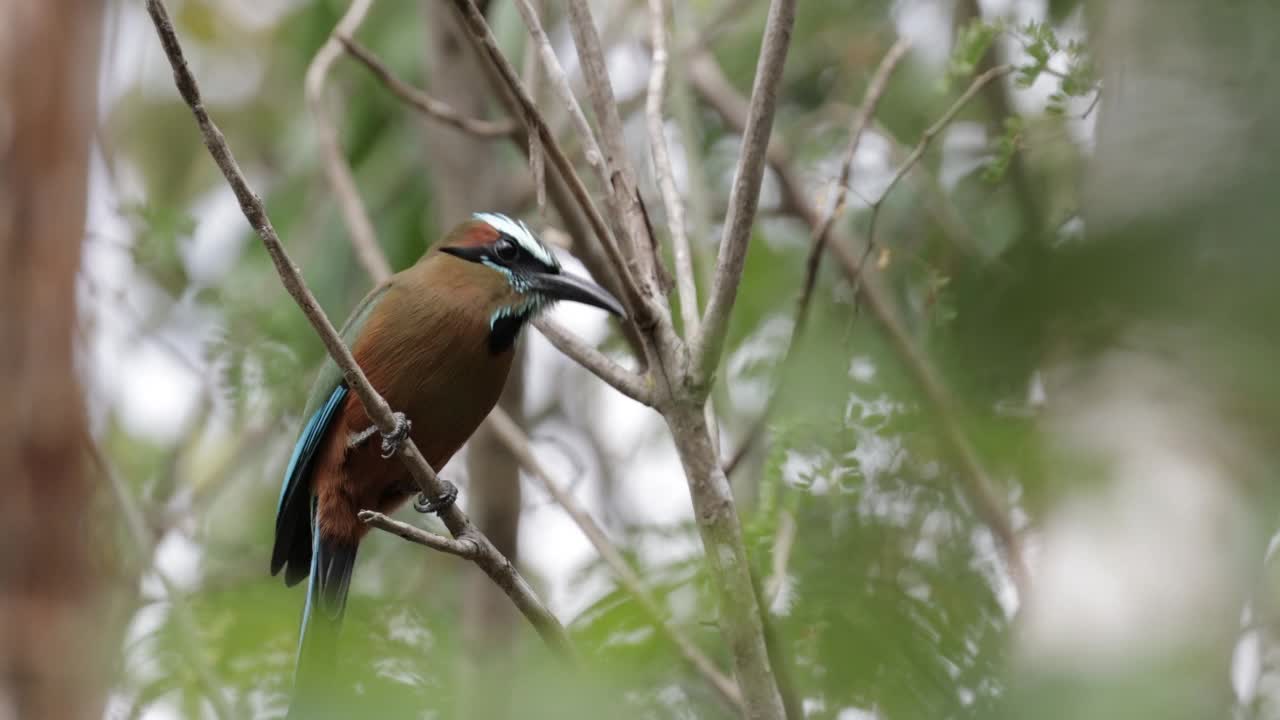 Turquoise-browed Motmot、墨西哥视频素材