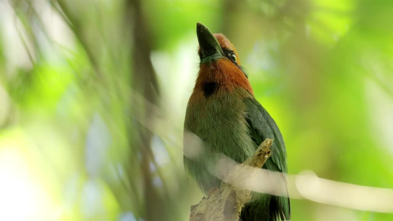 Broad-billed Motmot、巴拿马视频素材