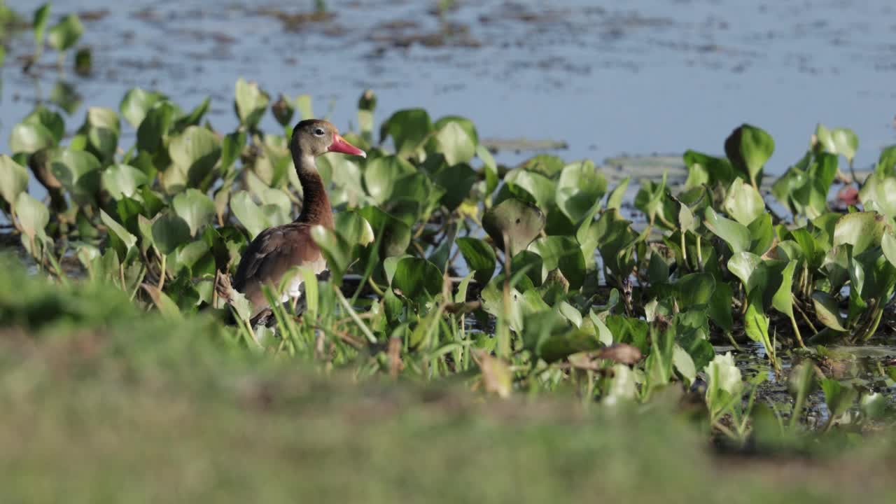 黑腹Whistling-Duck、巴拿马视频素材