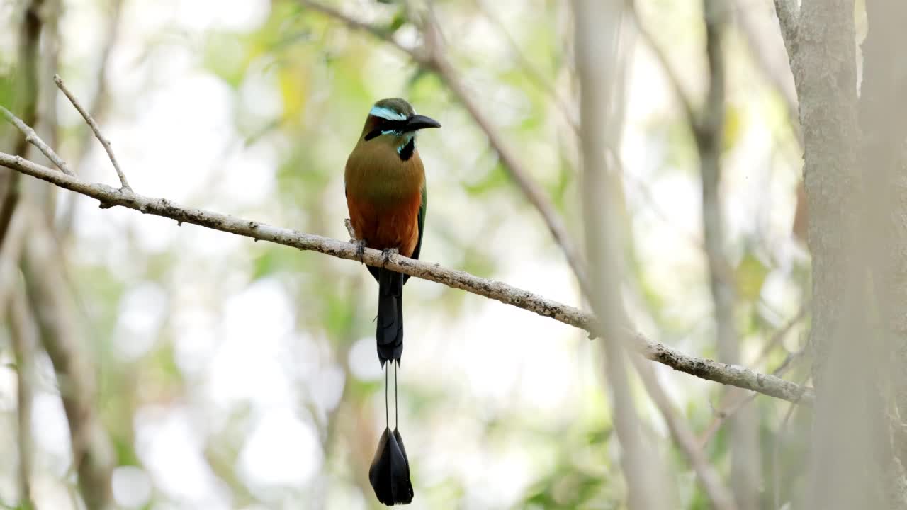 Turquoise-browed Motmot、墨西哥视频素材