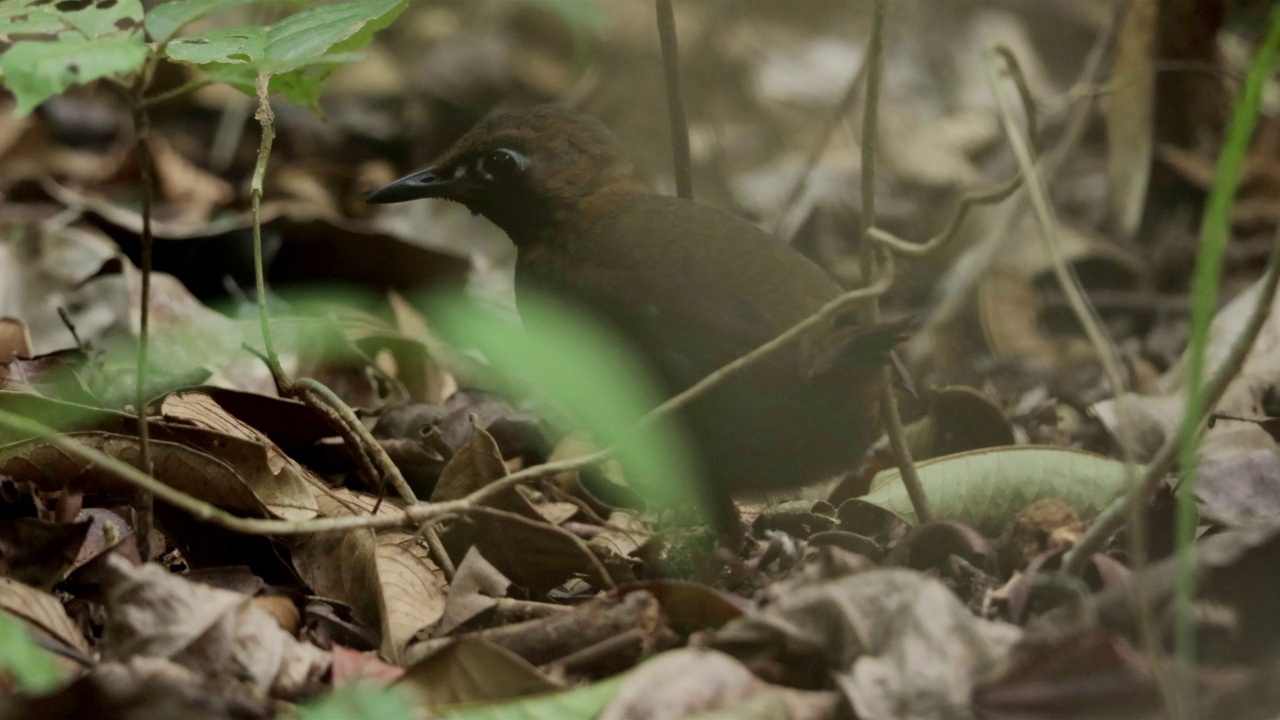 Antbird、巴拿马视频素材