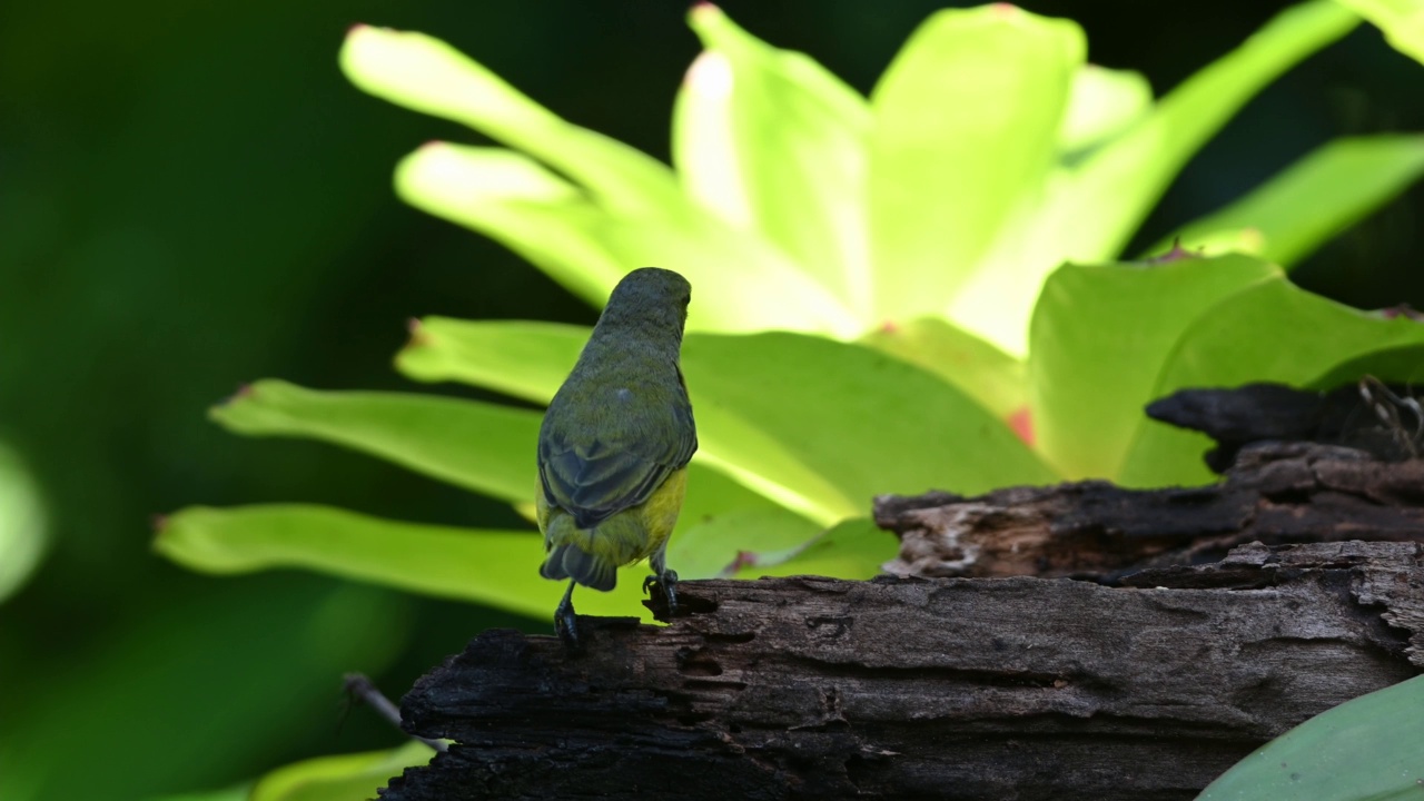 在热带雨林中，紫喉Euphonia (Euphonia chlorotica)在一棵凤梨树上觅食。视频素材