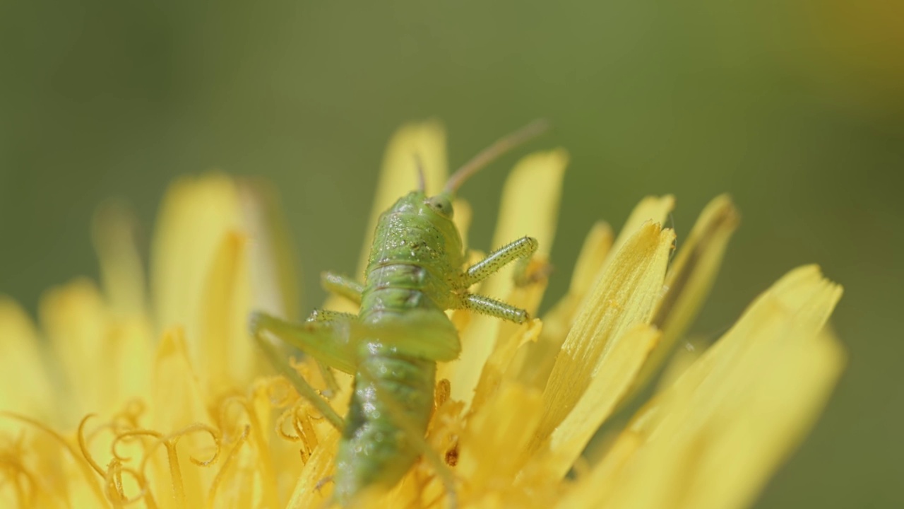 大绿色灌木蟋蟀(Tettigonia viridissima)在黄色蒲公英上的微距镜头视频素材