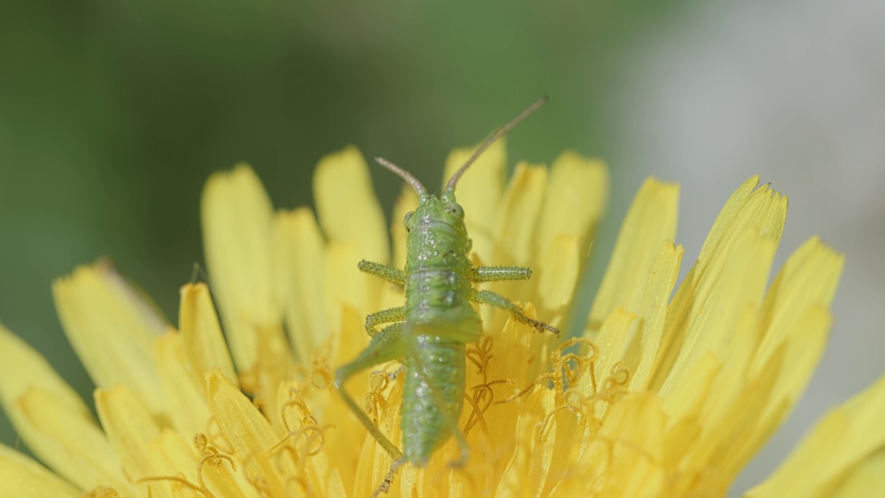 大绿色灌木蟋蟀(Tettigonia viridissima)在黄色蒲公英上的微距镜头视频素材