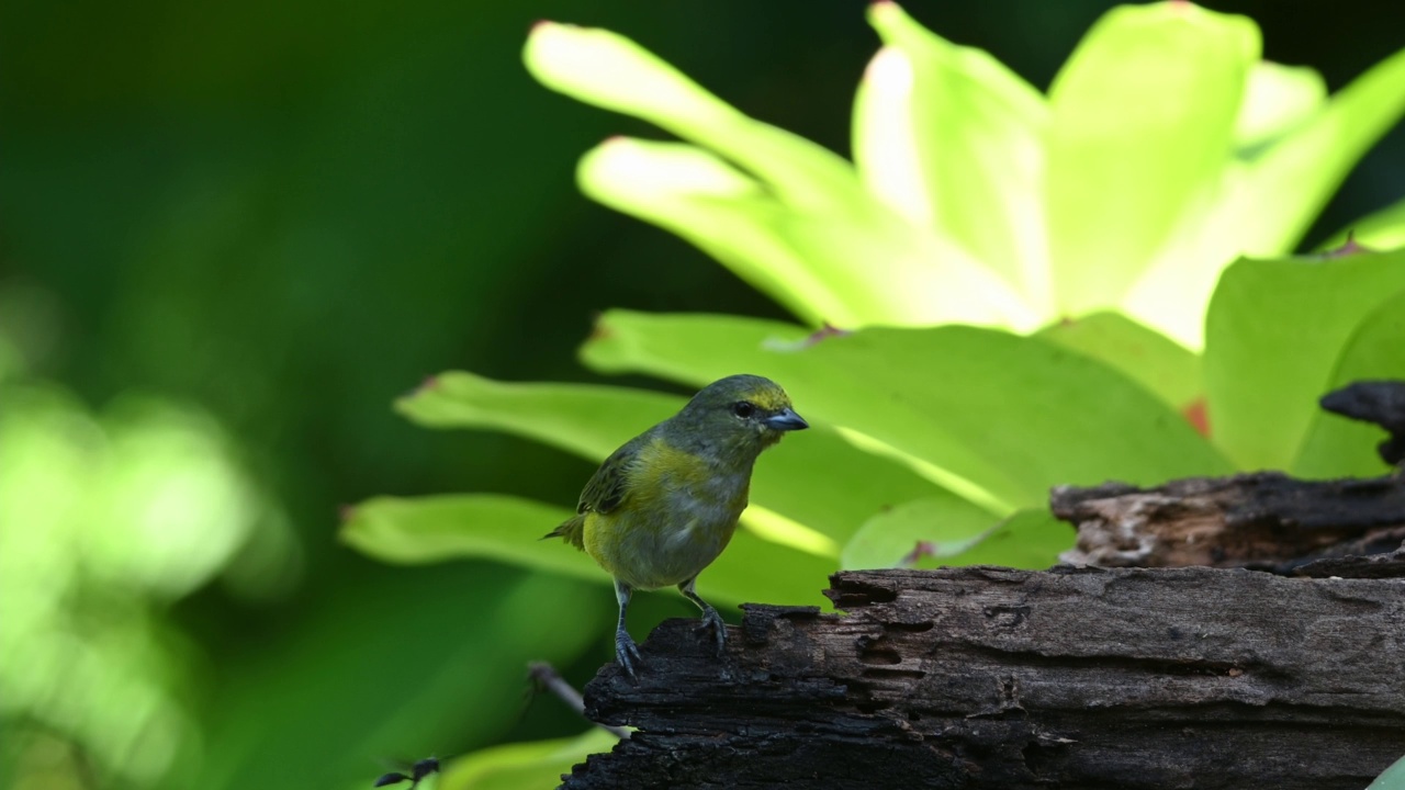 在热带雨林中，紫喉Euphonia (Euphonia chlorotica)在一棵凤梨树上寻找水果和昆虫。视频素材