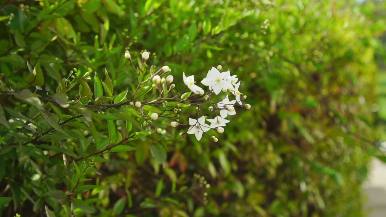 茄属植物，茉莉，茄属植物，白色的花在一簇。马铃薯藤蔓叶篱笆视频素材