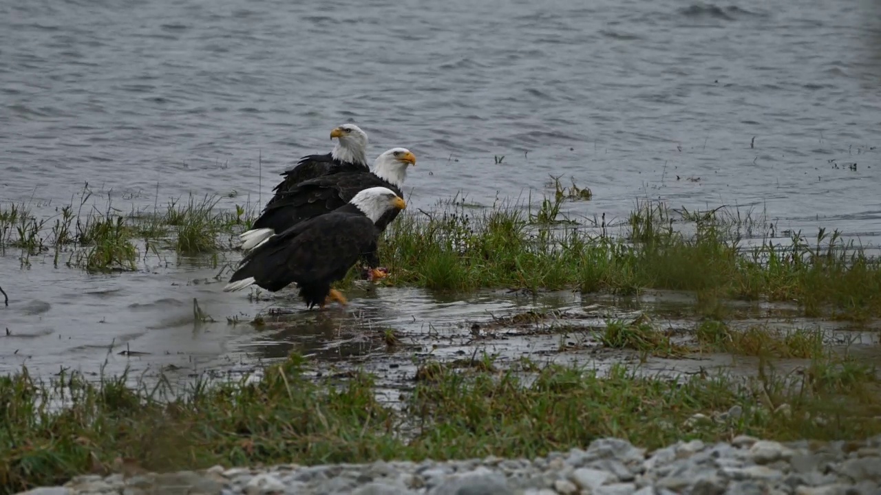 在不列颠哥伦比亚省弗雷泽山谷，秃头鹰(Haliaeetus leucocephalus)在成功捕获鲑鱼后吃鱼视频下载