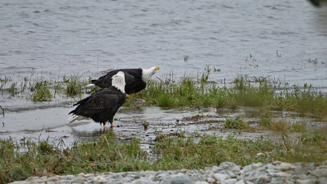 在不列颠哥伦比亚省弗雷泽山谷，秃头鹰(Haliaeetus leucocephalus)在成功捕获鲑鱼后吃鱼视频下载