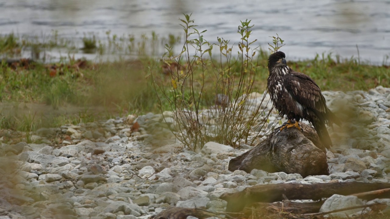 秃鹰(Haliaeetus leucocephalus)在不列颠哥伦比亚省弗雷泽山谷视频下载