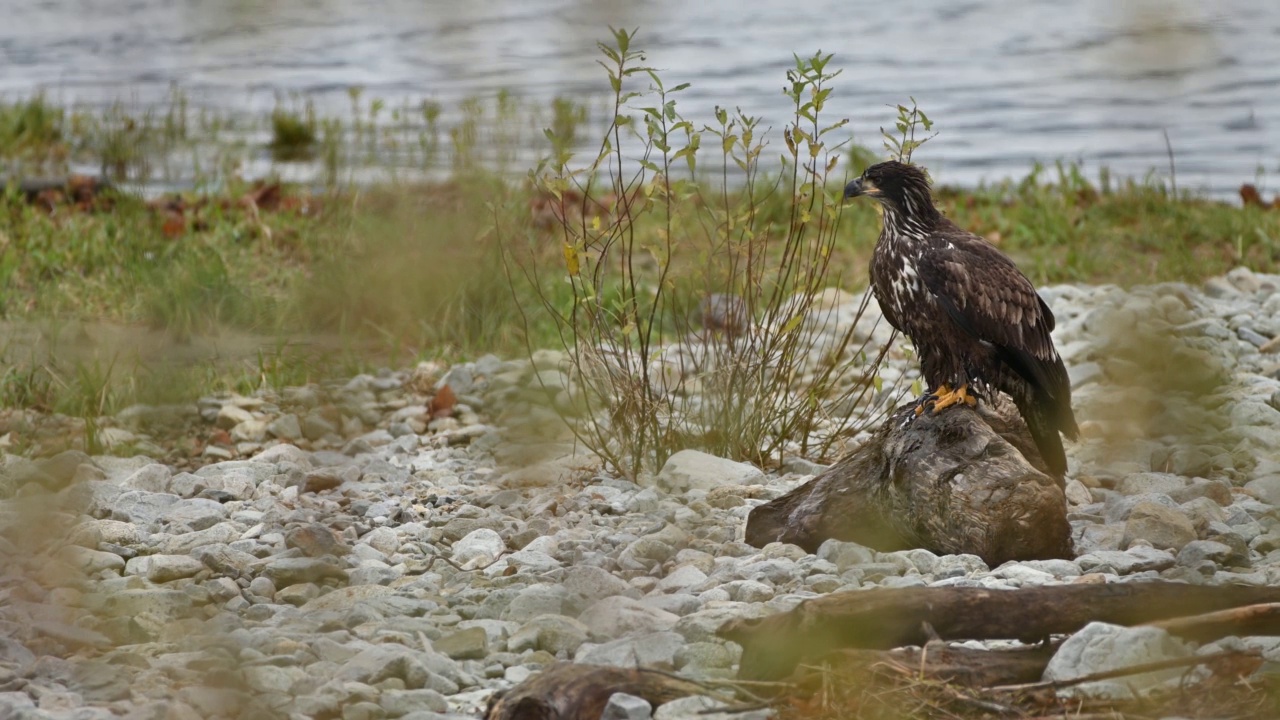 秃鹰(Haliaeetus leucocephalus)在不列颠哥伦比亚省弗雷泽山谷视频下载