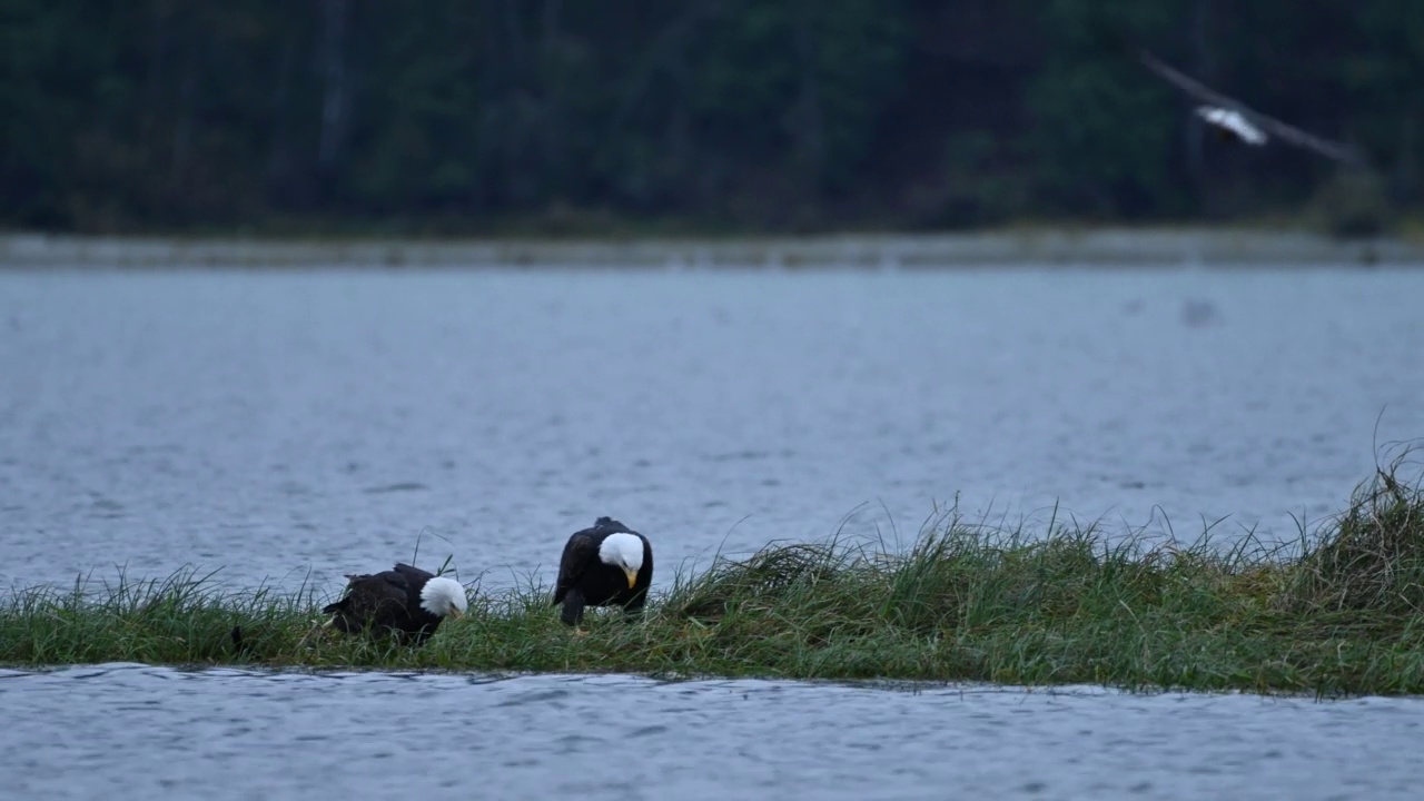 秃鹰(Haliaeetus leucocephalus)在不列颠哥伦比亚省弗雷泽山谷视频下载