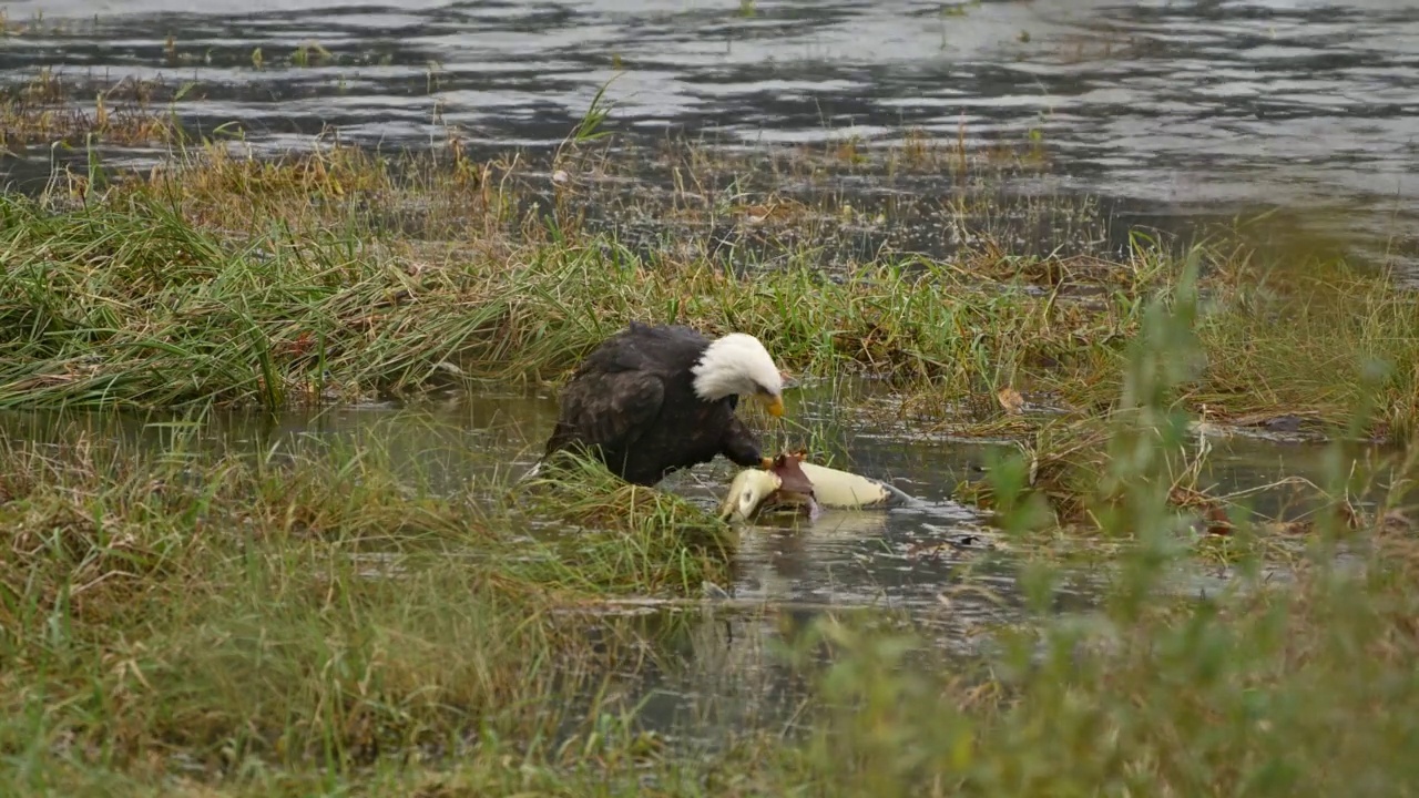 在不列颠哥伦比亚省弗雷泽山谷，秃头鹰(Haliaeetus leucocephalus)在成功捕获鲑鱼后吃鱼视频下载