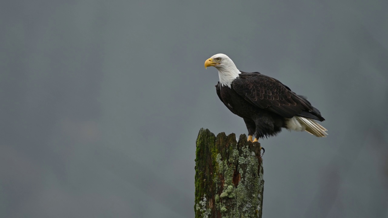 在不列颠哥伦比亚省的弗雷泽山谷，秃鹰(Haliaeetus leucocephalus)坐在树上休息，准备下一次狩猎鲑鱼视频下载