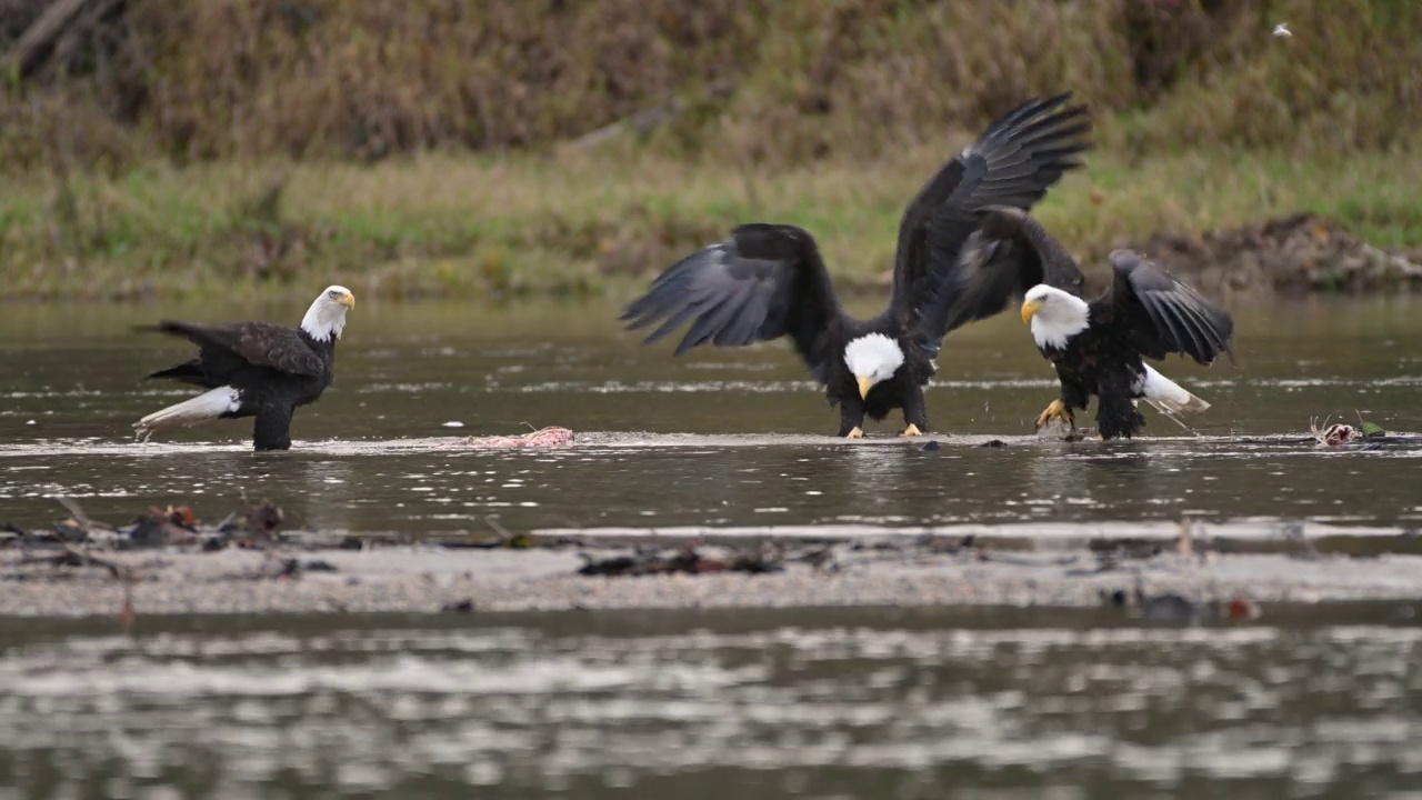 在不列颠哥伦比亚省弗雷泽山谷，秃头鹰(Haliaeetus leucocephalus)在成功捕获鲑鱼后吃鱼视频素材