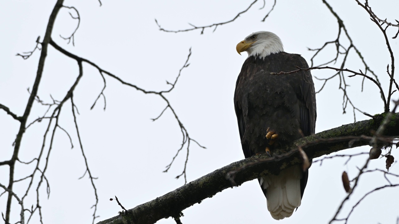 在不列颠哥伦比亚省的弗雷泽山谷，秃鹰(Haliaeetus leucocephalus)坐在树上休息，准备下一次狩猎鲑鱼视频下载