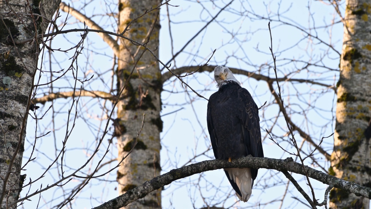 在不列颠哥伦比亚省的弗雷泽山谷，秃鹰(Haliaeetus leucocephalus)坐在树上休息，准备下一次狩猎鲑鱼视频下载