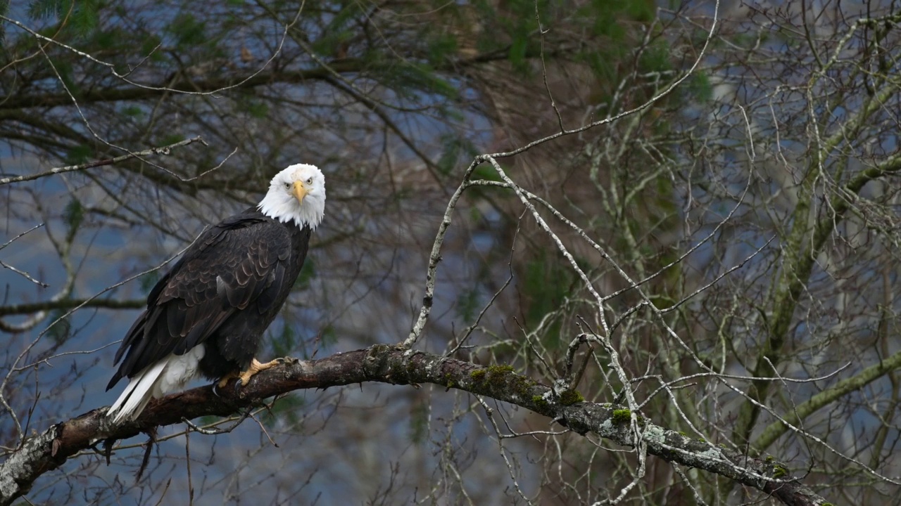 在不列颠哥伦比亚省的弗雷泽山谷，秃鹰(Haliaeetus leucocephalus)坐在树上休息，准备下一次狩猎鲑鱼视频下载