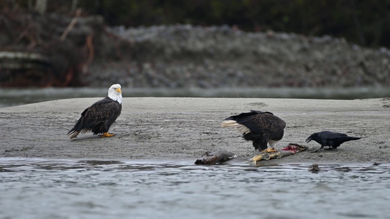 在不列颠哥伦比亚省弗雷泽山谷，秃头鹰(Haliaeetus leucocephalus)在成功捕获鲑鱼后吃鱼视频下载