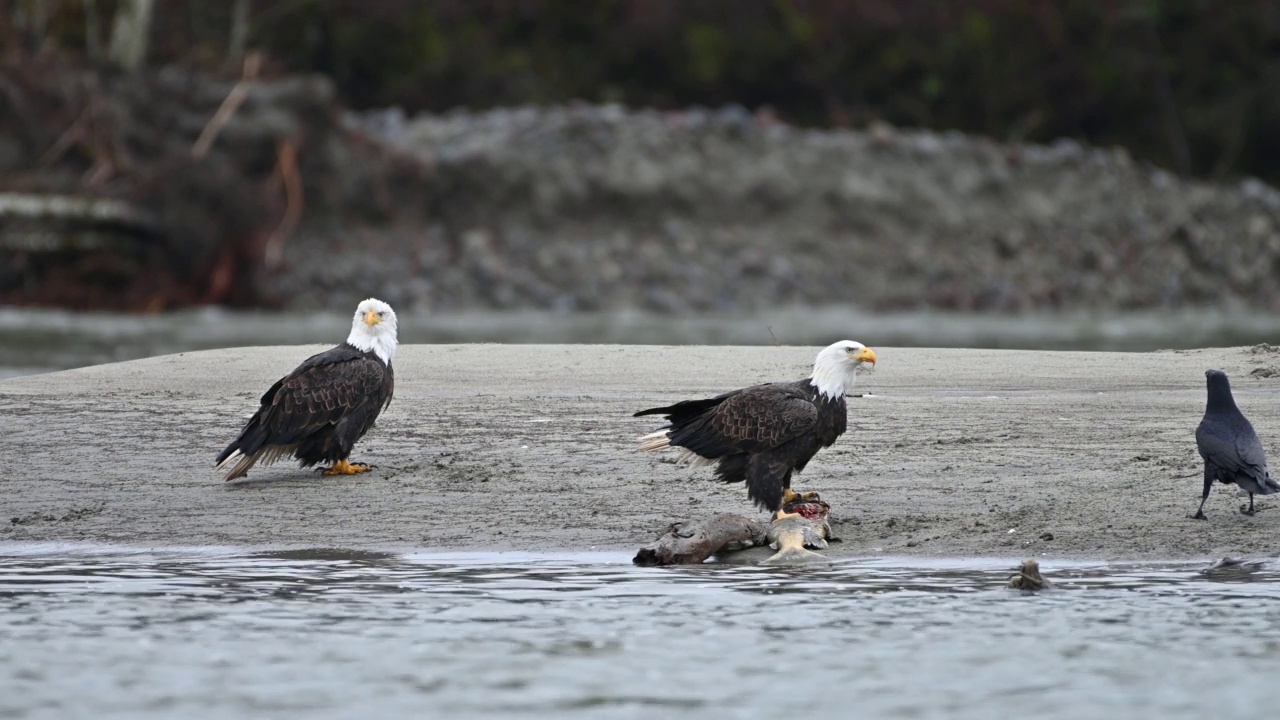 在不列颠哥伦比亚省弗雷泽山谷，秃头鹰(Haliaeetus leucocephalus)在成功捕获鲑鱼后吃鱼视频下载