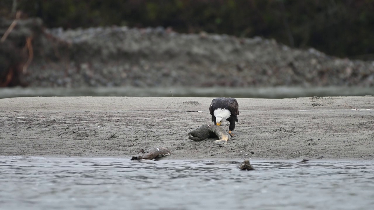 在不列颠哥伦比亚省弗雷泽山谷，秃头鹰(Haliaeetus leucocephalus)在成功捕获鲑鱼后吃鱼视频下载